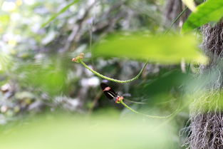 宝宝双腔吸虫病怎么治能驱干净吗